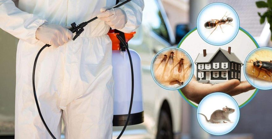 Kangal Böcek İlaçlama